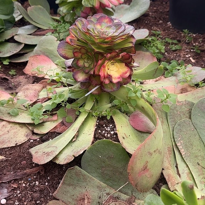 辉***g精品多肉植物2222