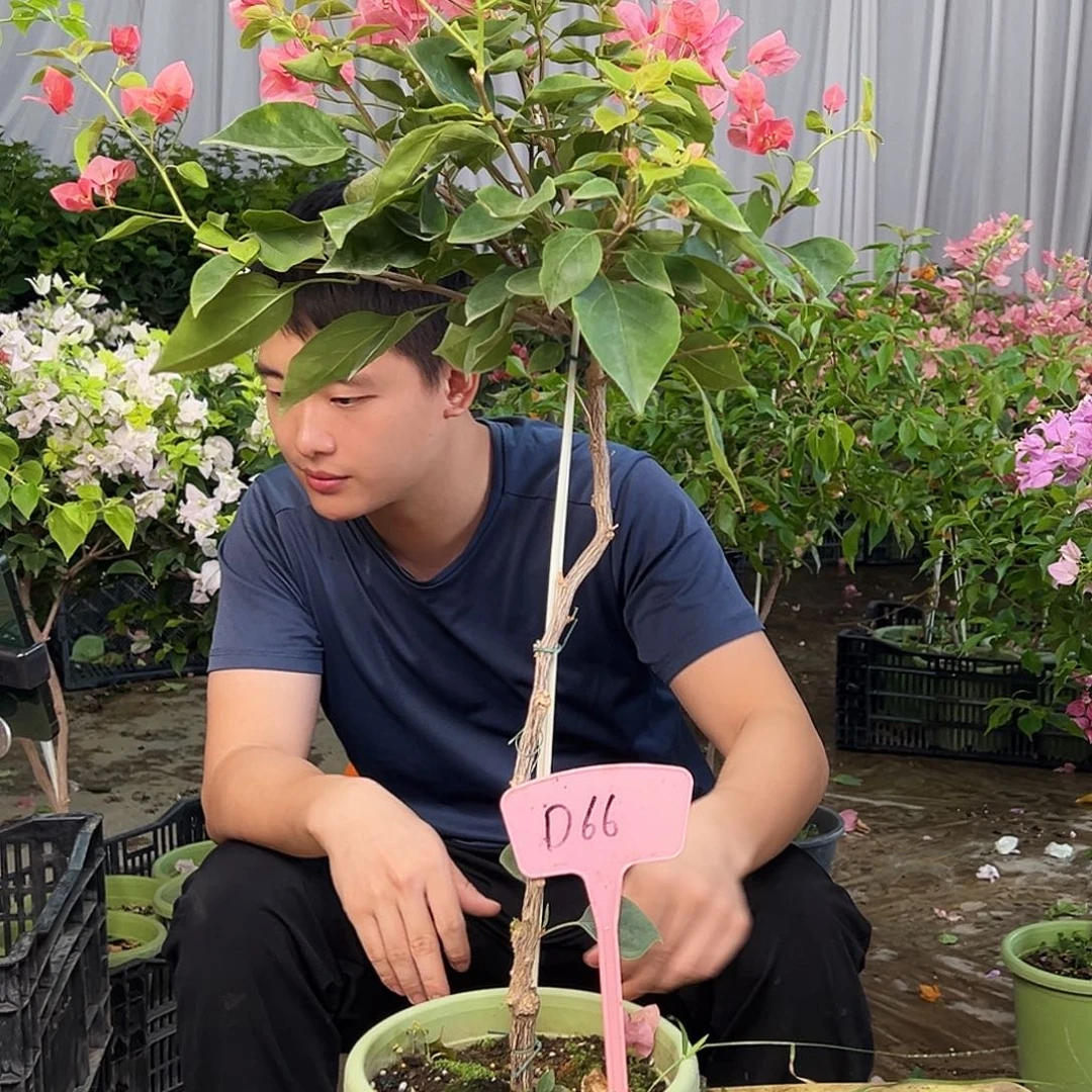 渝***了大部分花苞少量开放D66不甜
