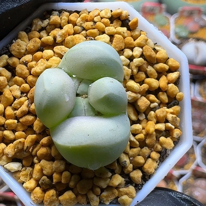 生石花2/：：。在。 21号