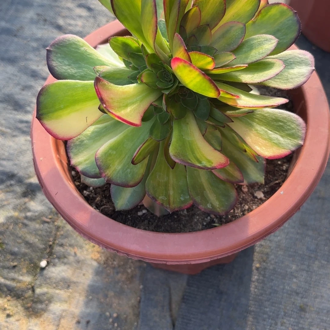 花花月又圆258769