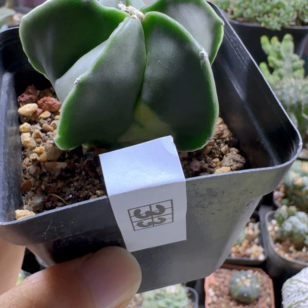 33鸾凤玉锦脱土发货