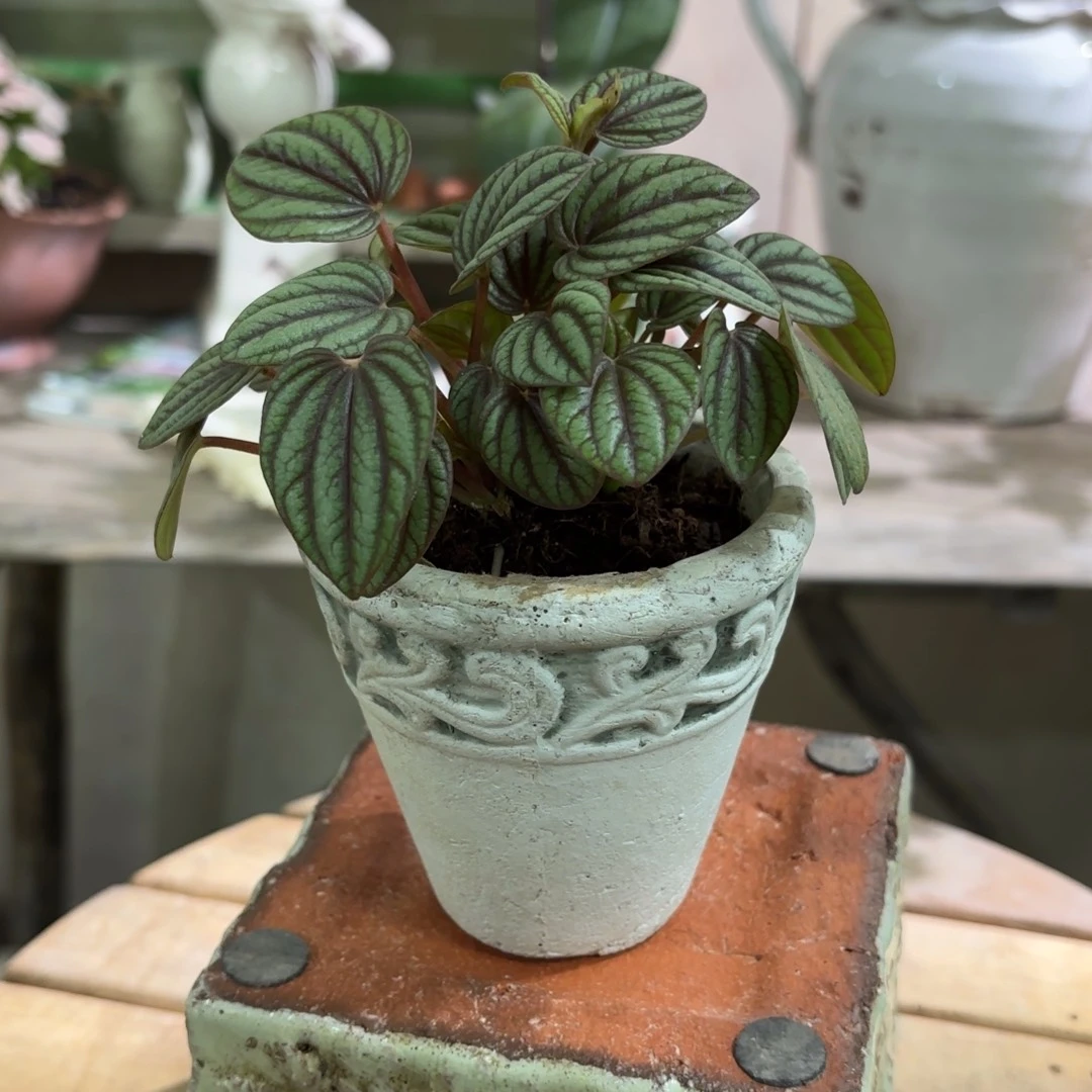 许纯的花房 福利小盆