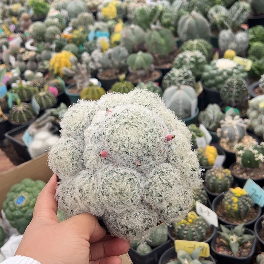 无花朵时候来咯哦哦默默地陌陌摸摸哦