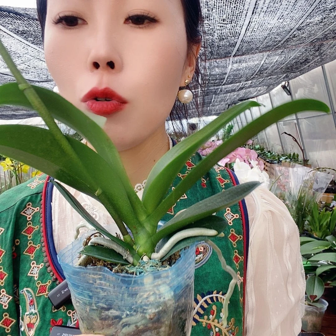 无花朵风铃蝴蝶兰