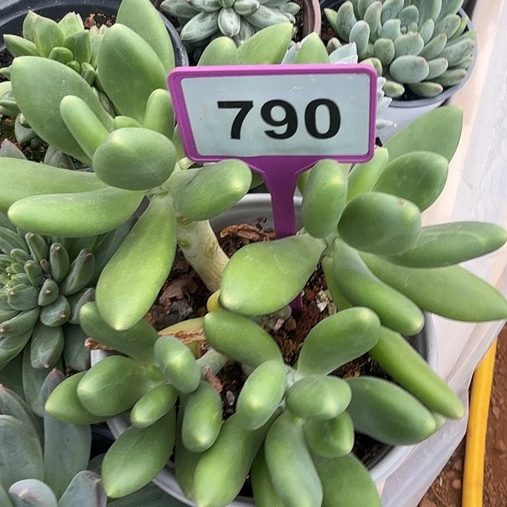 金蟾一物一拍790.