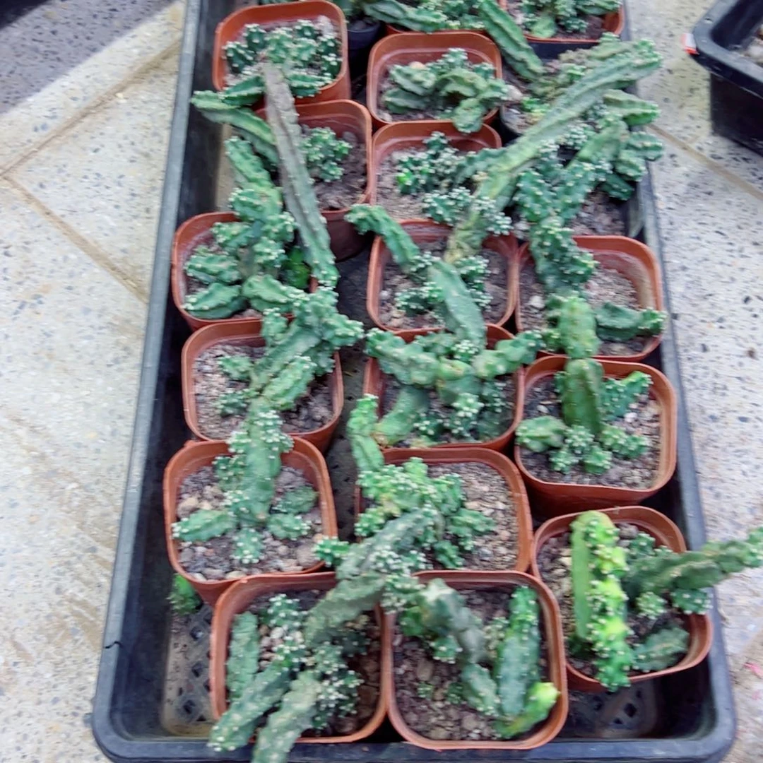 下6小水仙根很软掉侧芽无售后伤脱土发货20包邮