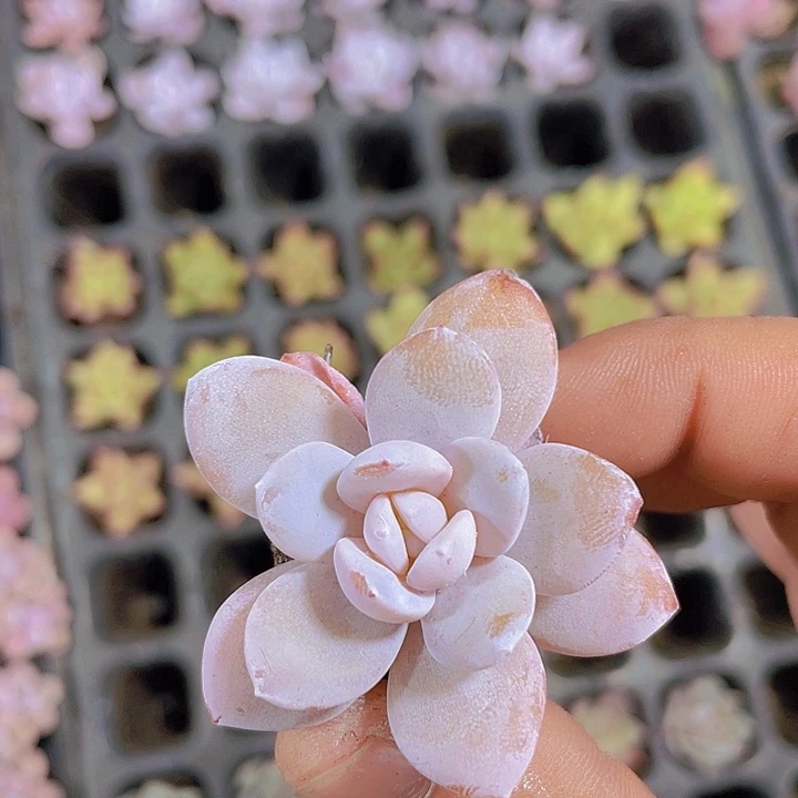 粉雪莲【满10颗包邮】