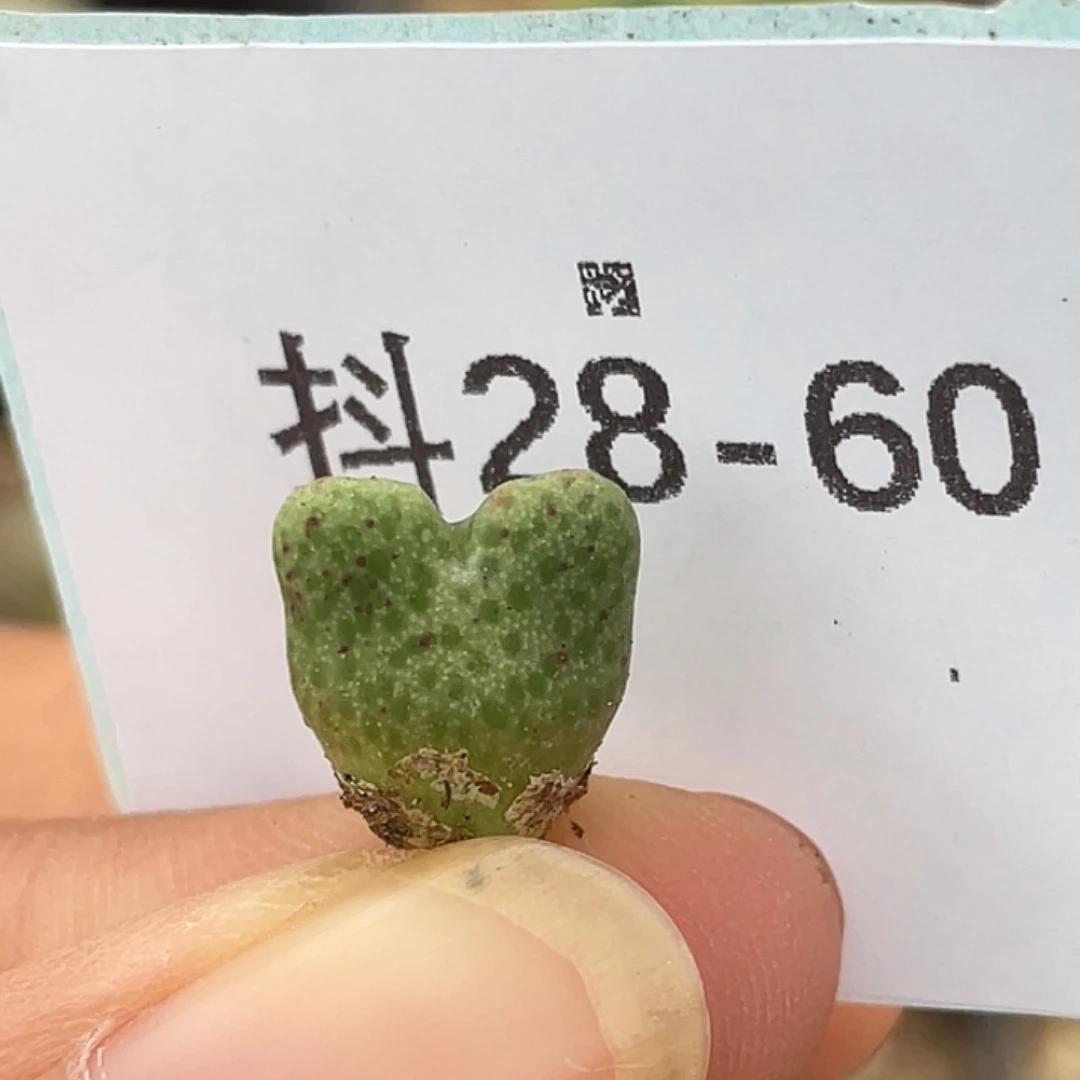 28-60鹿角斑马肉锥