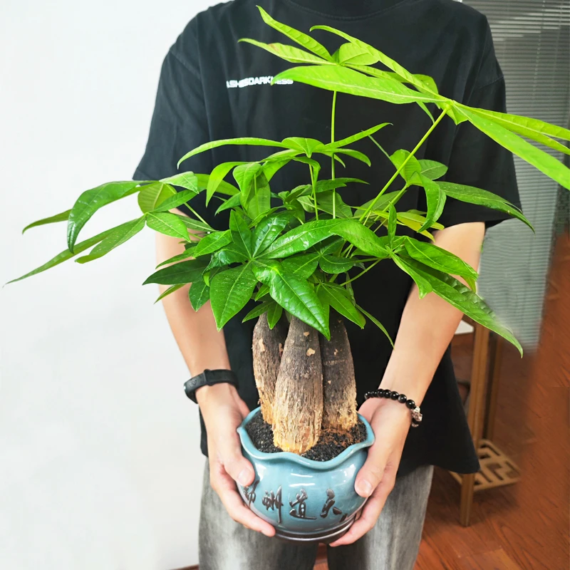 【发财树老桩盆栽】客厅室内绿植办公桌面招财植物净化空气四季好养
