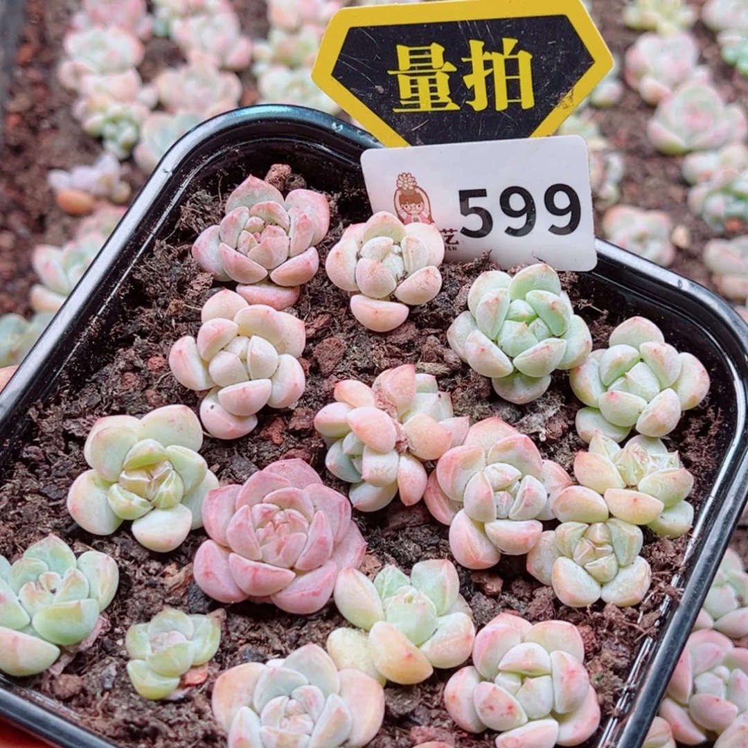 多肉植物多肉植物