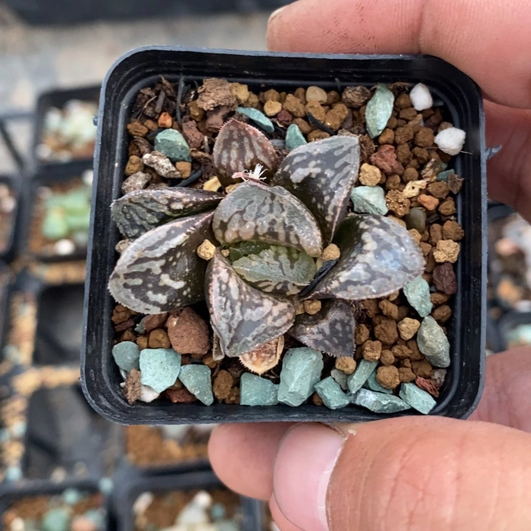 啊*1188 一颗福利。