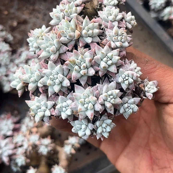 ?**弟仙女杯多肉植物