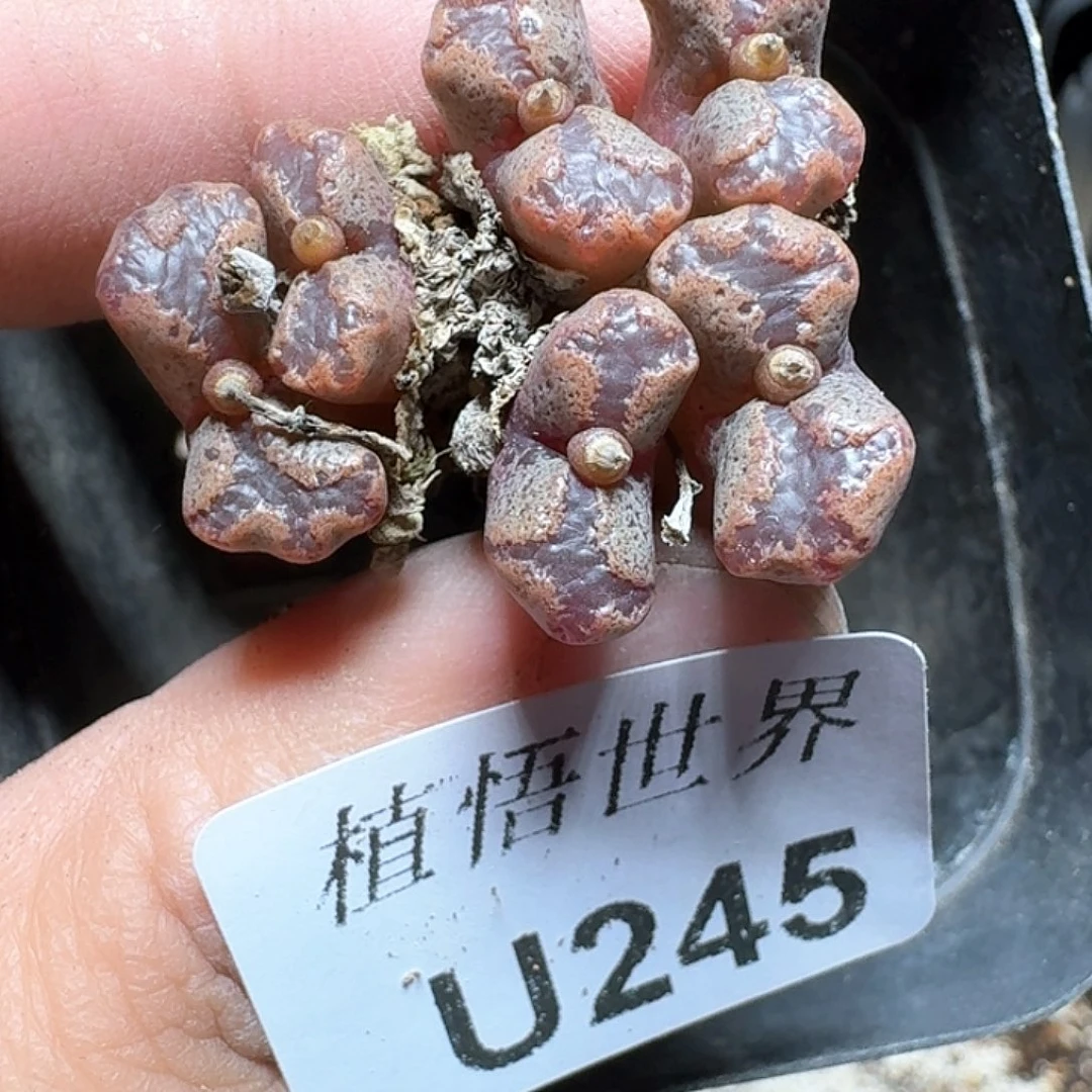 245号多肉植物哇cv b