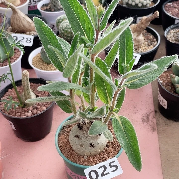 025断崖香妃块根