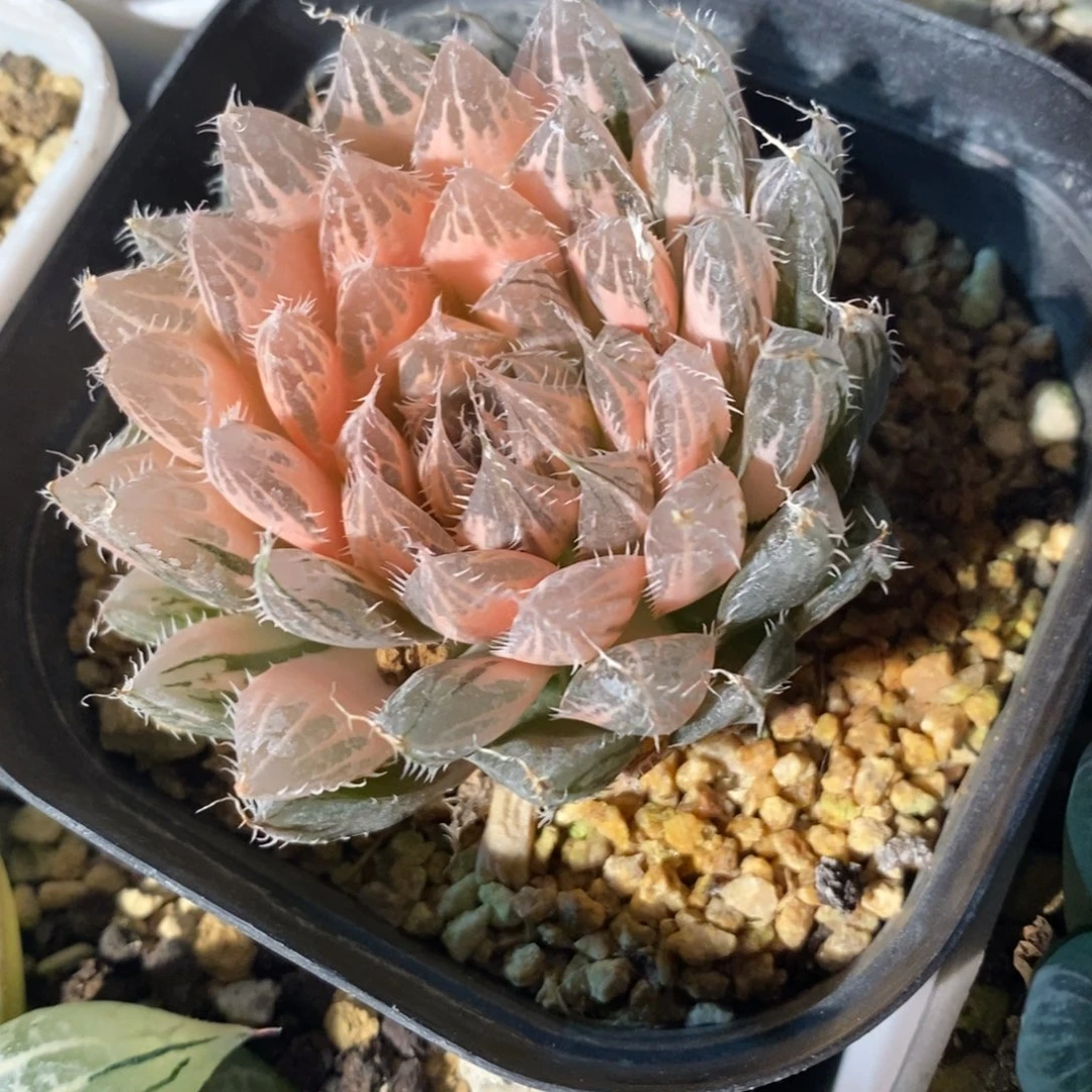 一颗实生原始糊斑玉露锦 特价