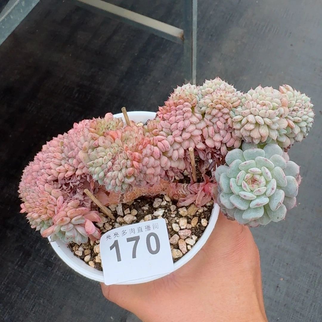 白胖子缀化            精美多肉植物