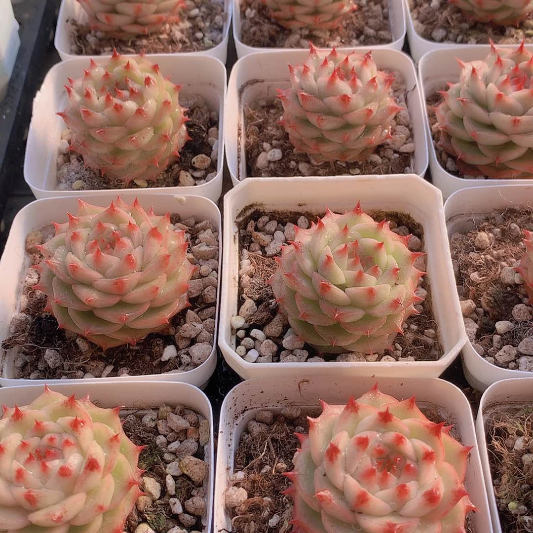 青稞珍妮23567899000000