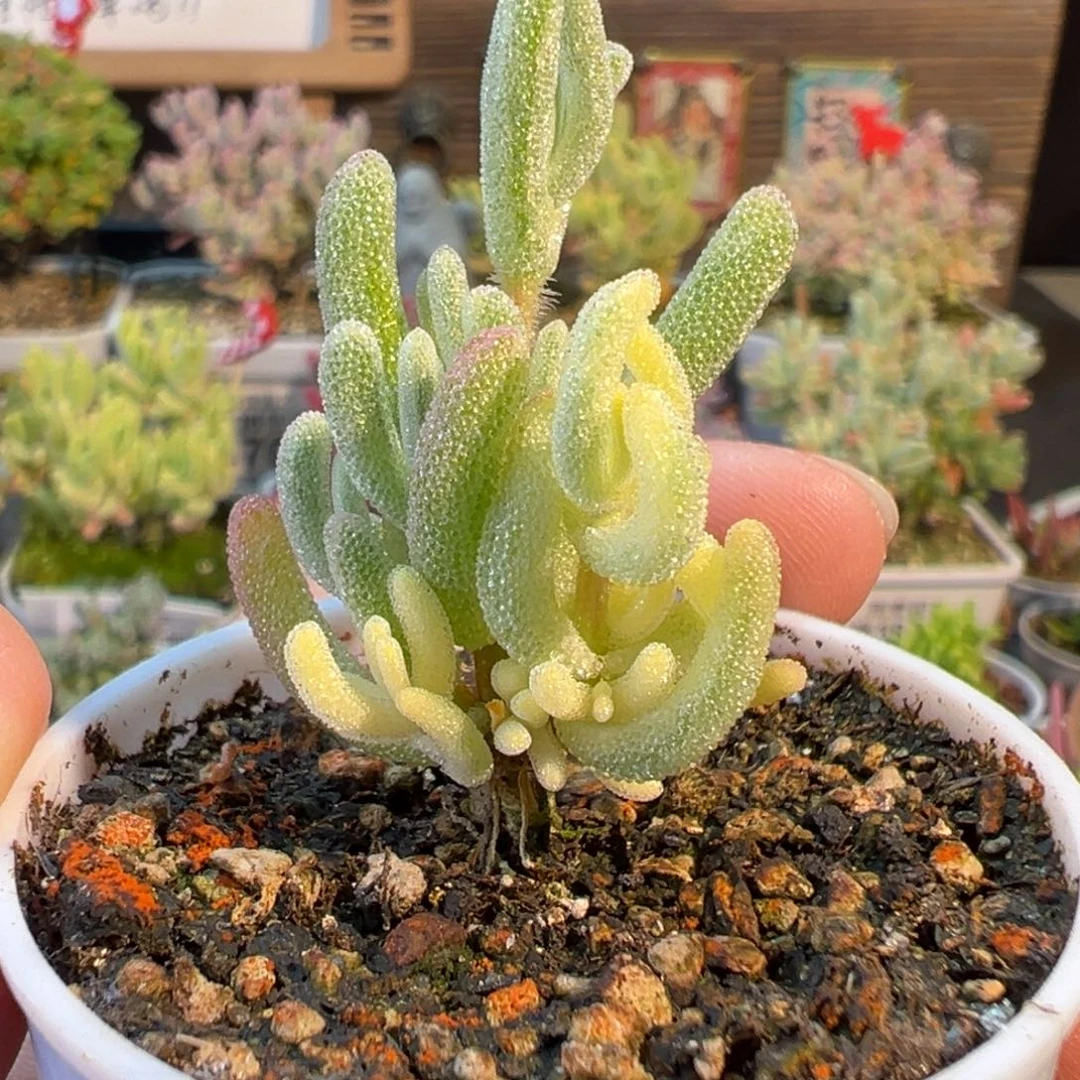 1-796开播福利橙叶白锦+黄锦双色锦小树五圆盆