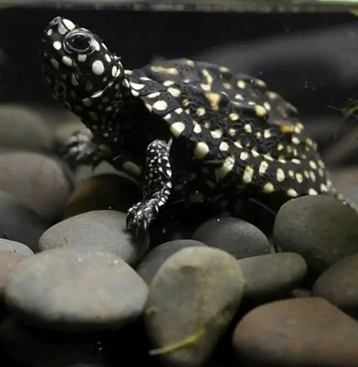 奇奇龟人工养殖-[直播间选龟链接]剃刀麝香白唇巨头虎泥观赏龟