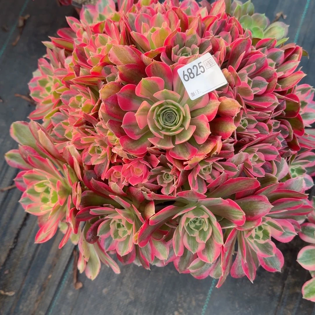 蔷*6825女郎多肉多肉