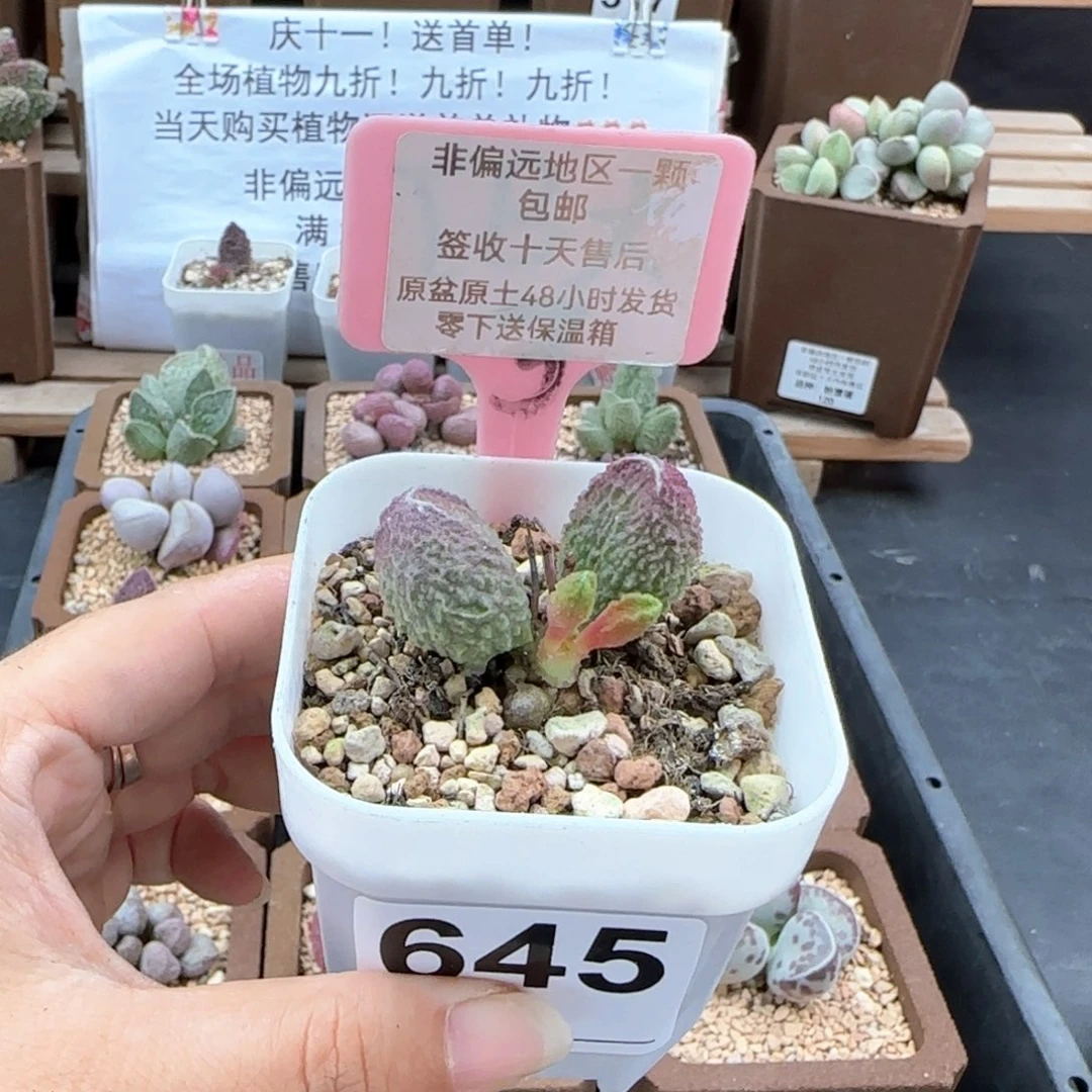 645胖伍多肉植物