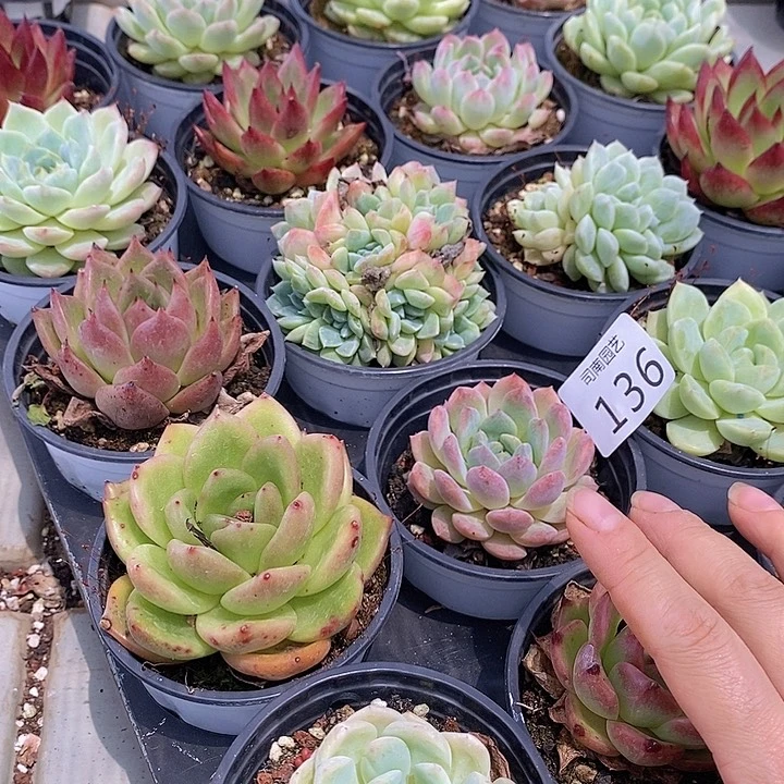 136 多肉植物盆栽花卉