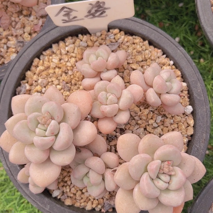 健健康康平平安安