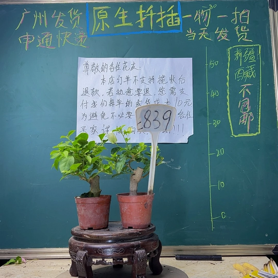 当前无花栽培后可以开花白雪公主掌中宝 小叶紫掌中宝 839