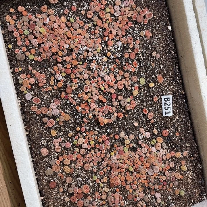 生251石花整框脱土发货不售后