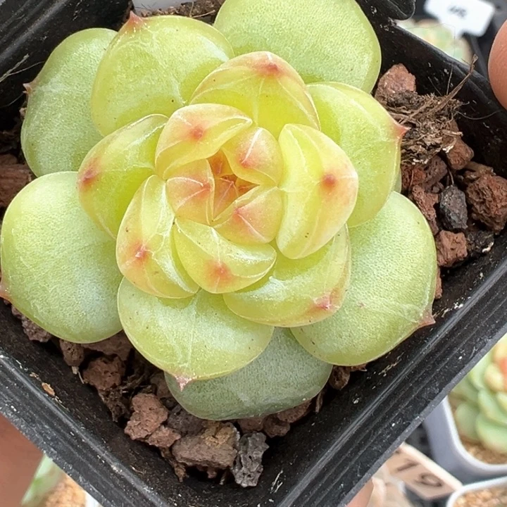 588号风花雪月系列