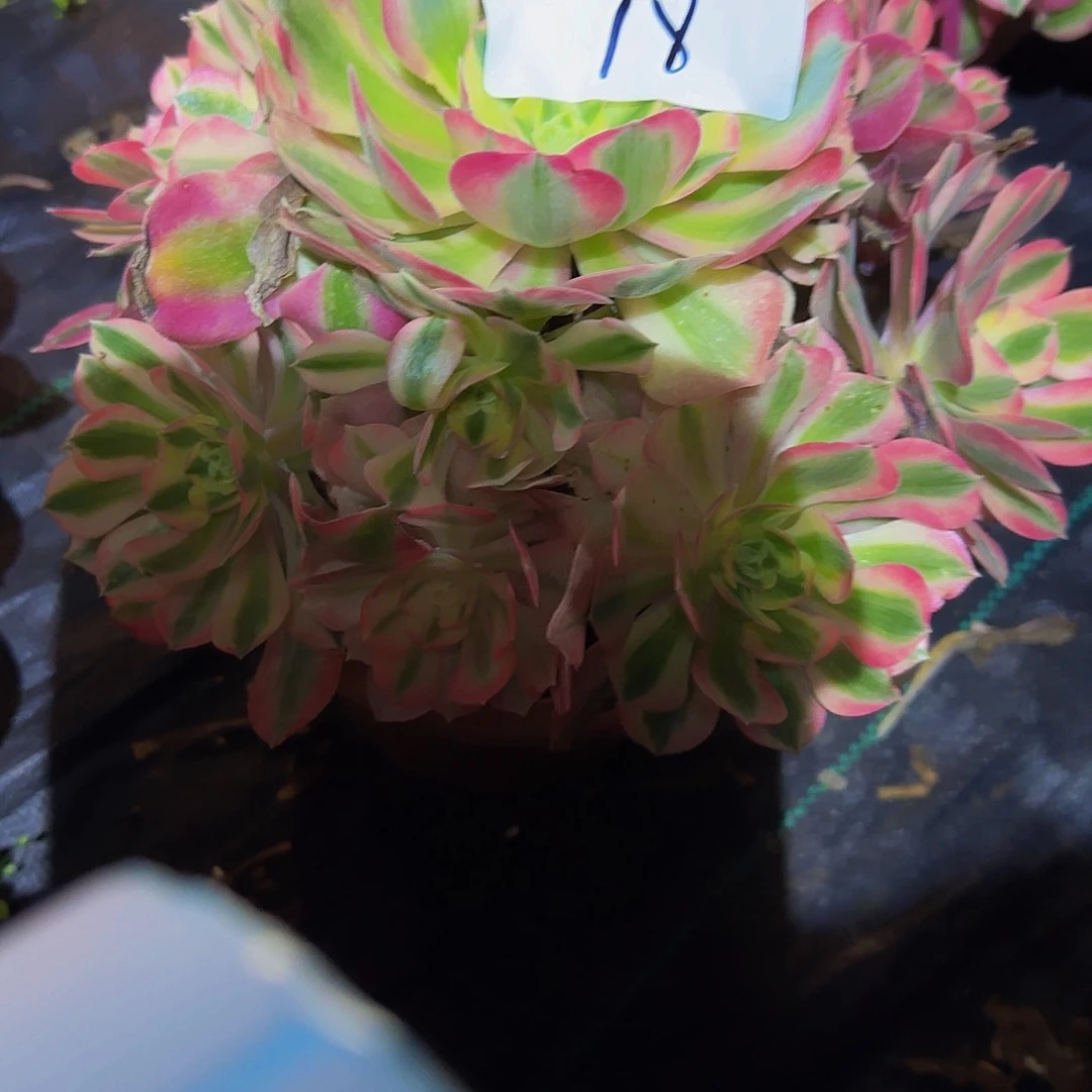 雨*粉女巫多肉法师福利不包损7864