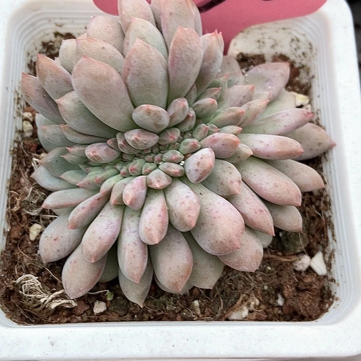 多肉植物凌雪缀350