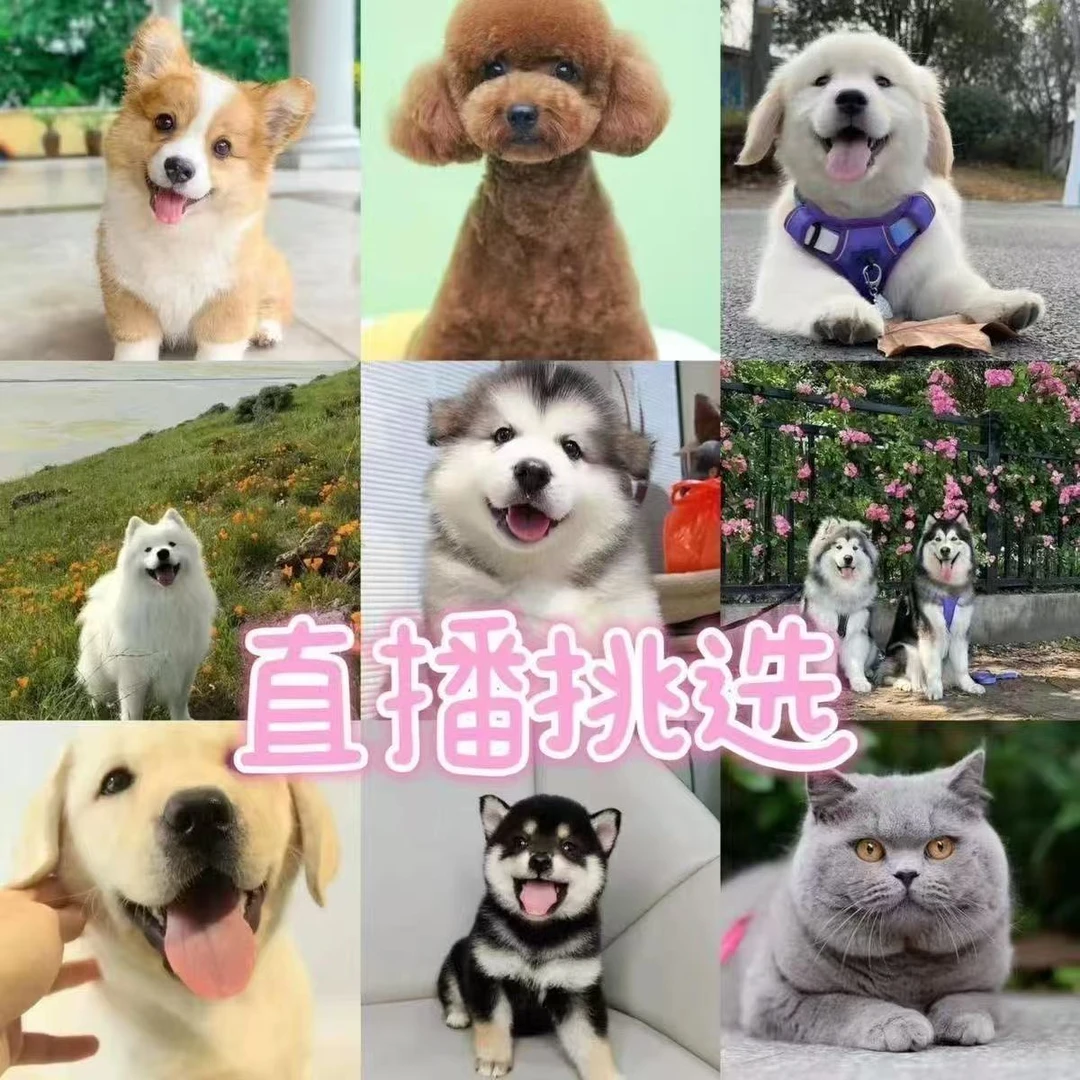 直播挑选多种品种幼犬宠物狗泰迪比熊柯基柴犬边牧金毛等