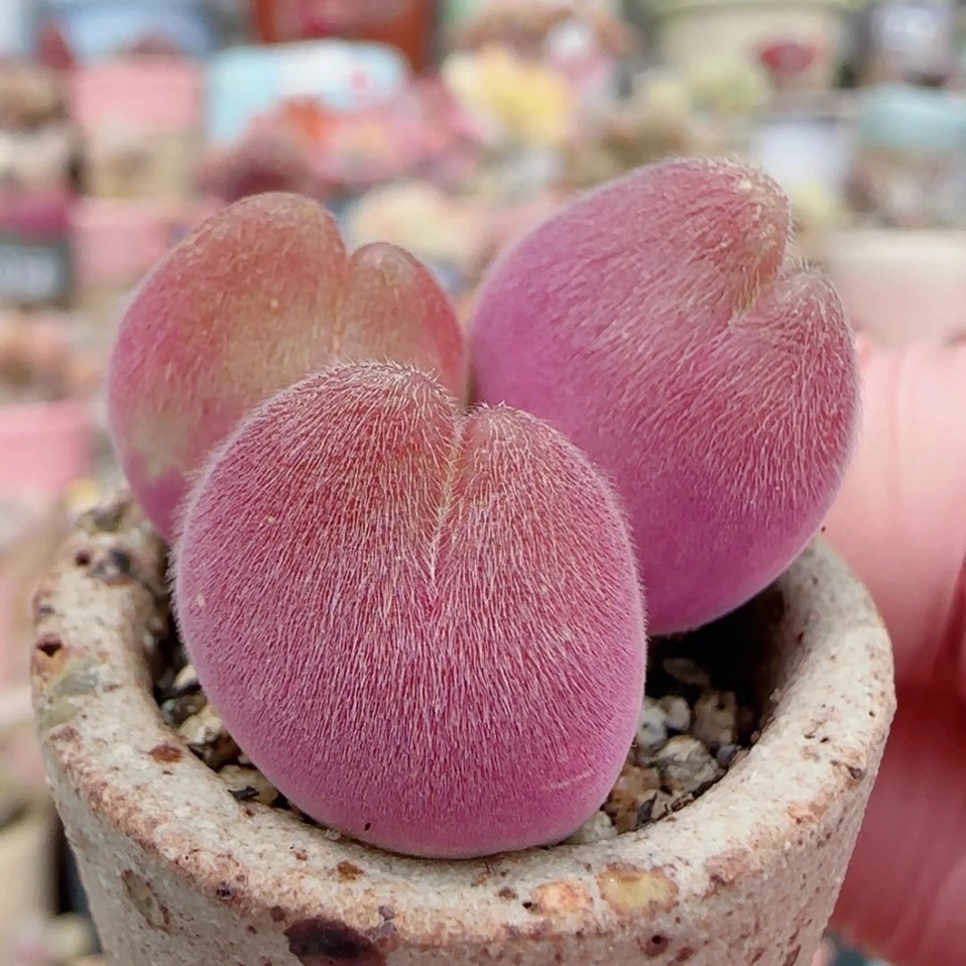 粉红蟹钳 盆口2.5cm