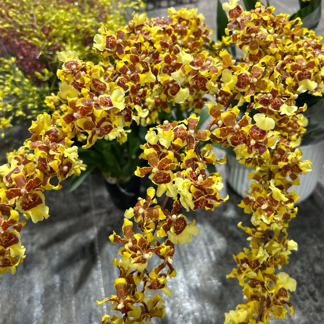 文心兰 大花猫 花期3-4个月盆栽兰花 长花箭开花太美  年宵花爆花