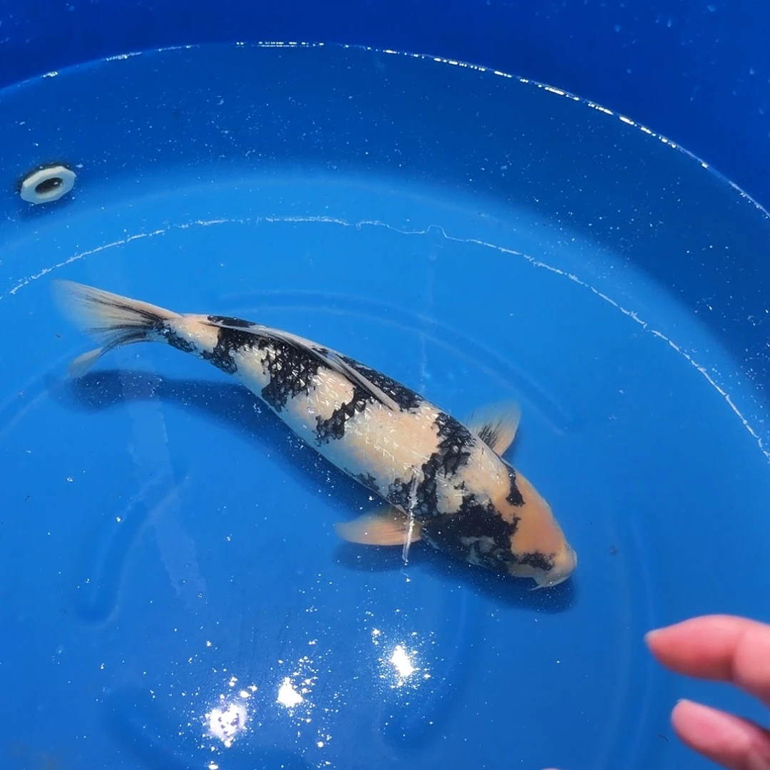 锦鲤白写专拍链接