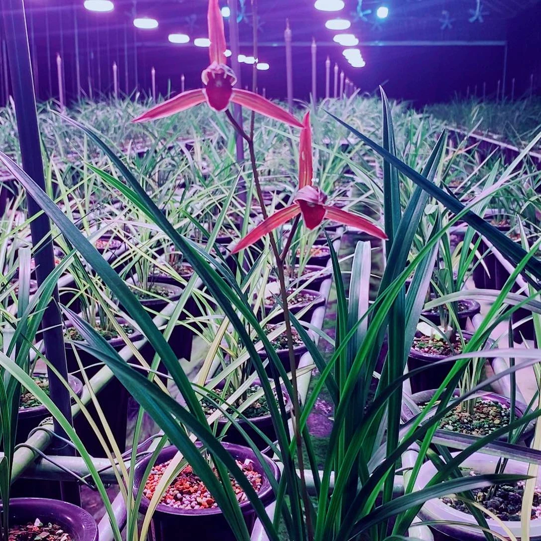 完全开放合股一盆玉芙蓉