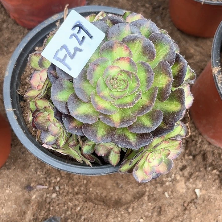 谷****店海王七彩多肉植物2.29号