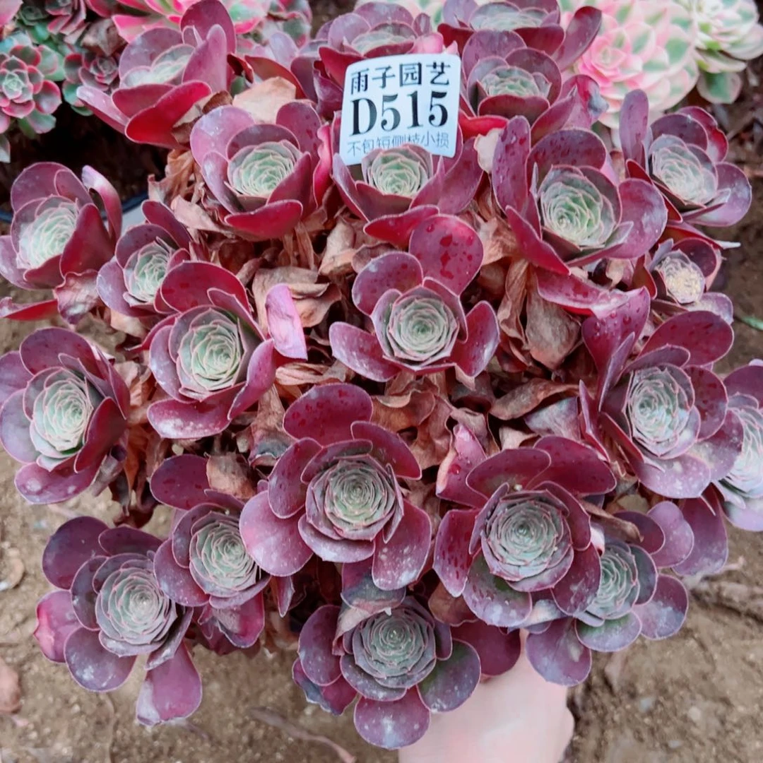 515魅金玫瑰尺寸28左右