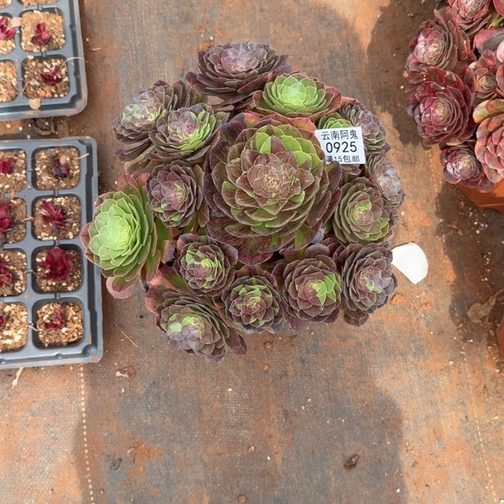 925号花月夜啊啊啊