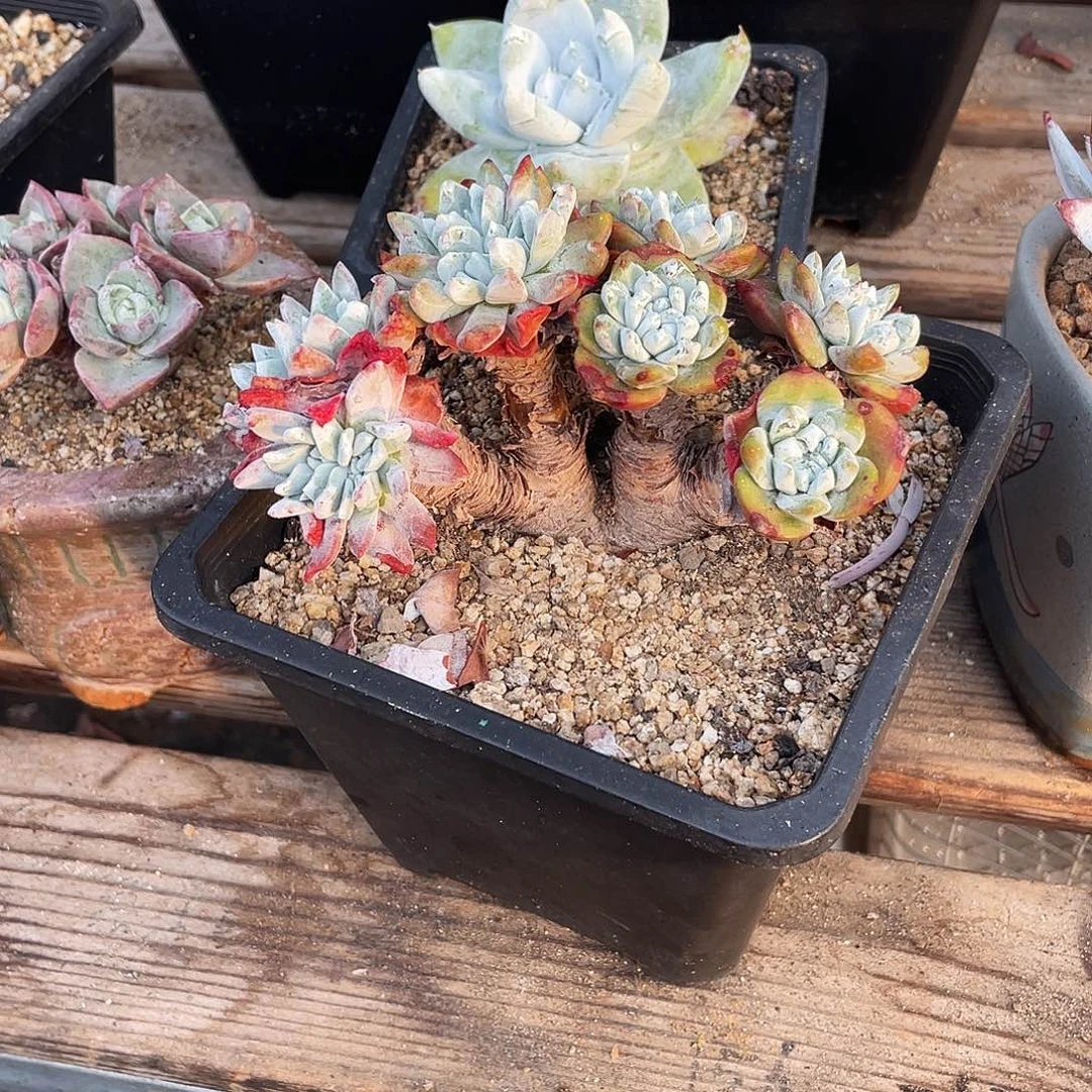 晨溪园艺仙女杯呀