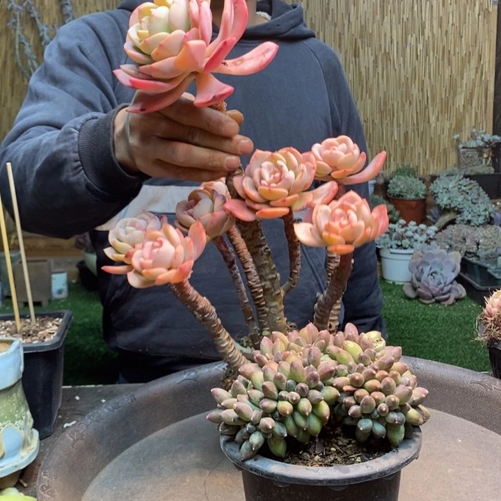 阿***不02号千代田多肉植物