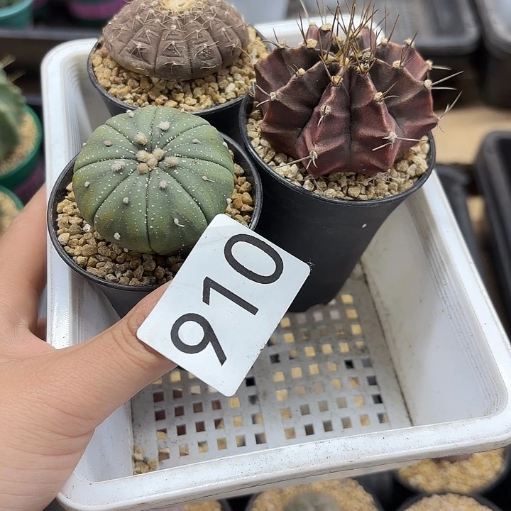 910仙人球组合套餐一筐