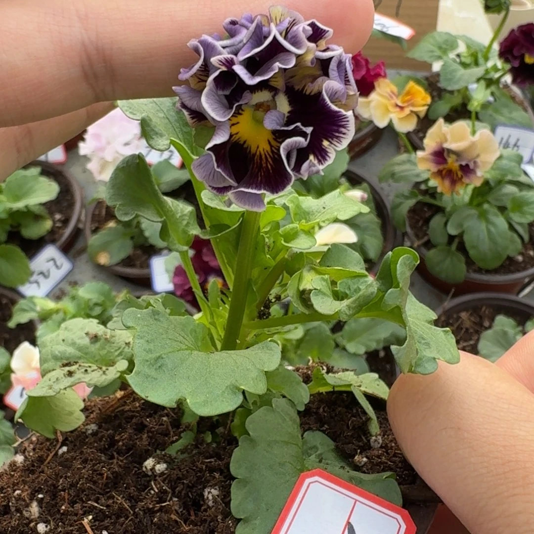 大部分花苞少量开放皱边角堇722