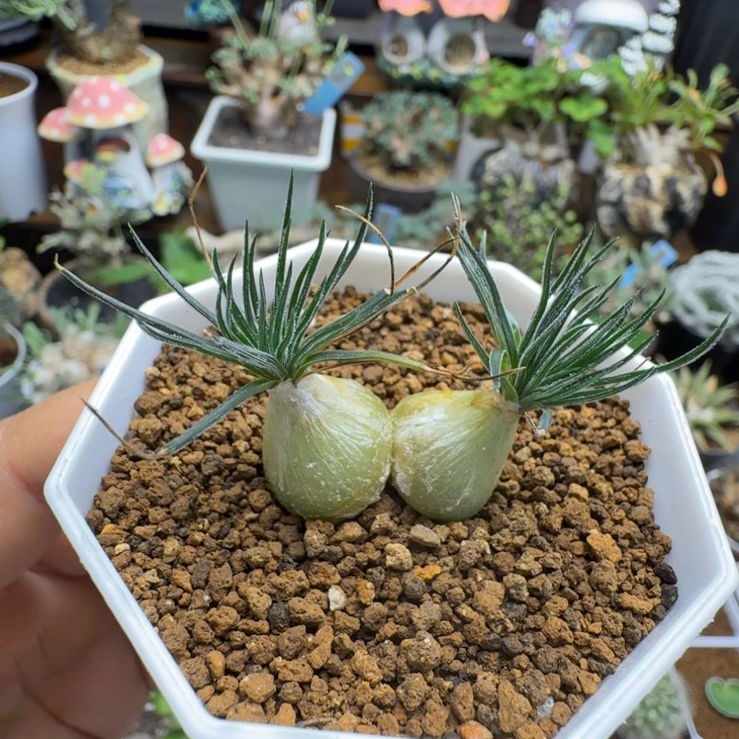 毛叶迷你海葱399仙人掌