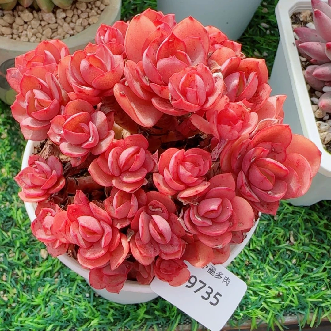 秀妍，9735多肉植物