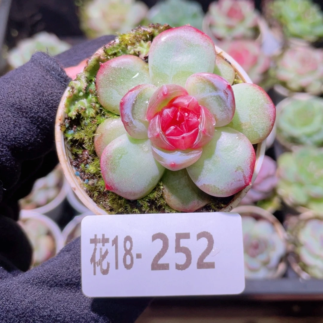 花利美18-252新品珍妮