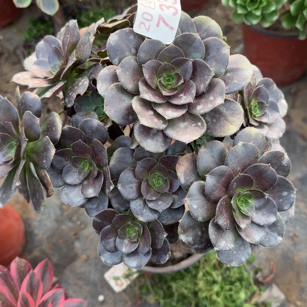 炫彩圆叶733满20包邮断枝不包