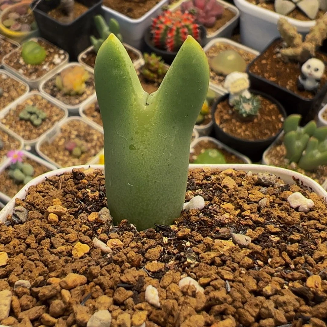 福***妈541多肉植物种类多样