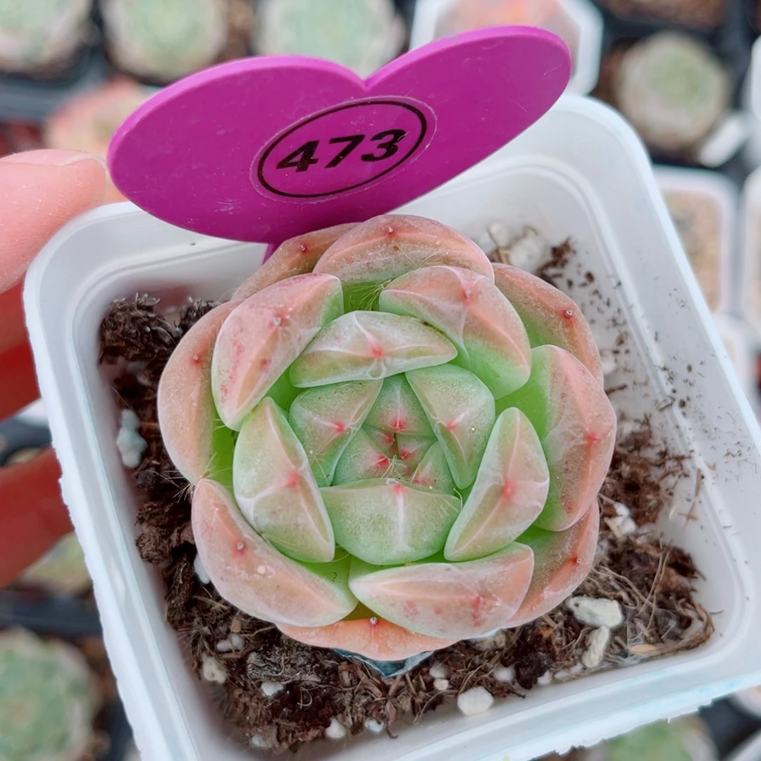473号小老桩珍妮单头